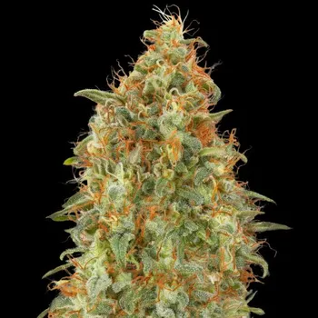Semeno Advanced Seeds - Zkittlez Fast 3 ks
