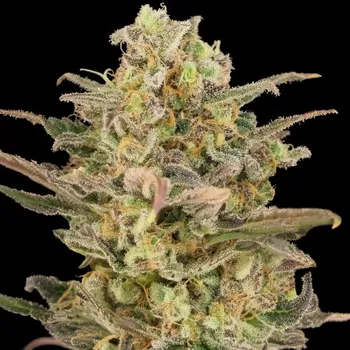 Semeno Advanced Seeds - Somango Glue 1 ks