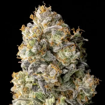 Semeno Advanced Seeds - Acai Mintz 1 ks