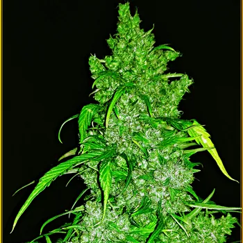 Semeno Anaconda Seeds - Anaconda Auto 1 ks