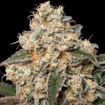 Semeno Advanced Seeds - Forbidden Fruit Cake 1 ks