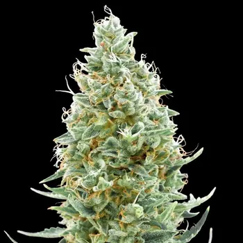 Semeno Advanced Seeds - Amnesia Fast 1 ks