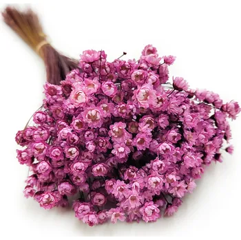 mech-mech.cz Sušená Glixia - (Comanthera) - růžová - 50g