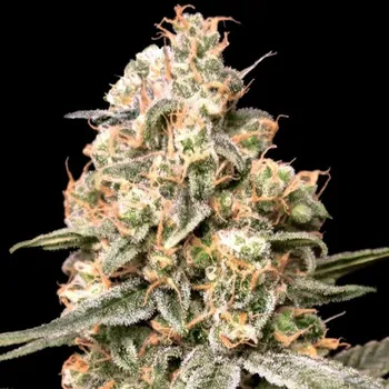 Semeno Advanced Seeds - Auto Apple Fritter 1 ks