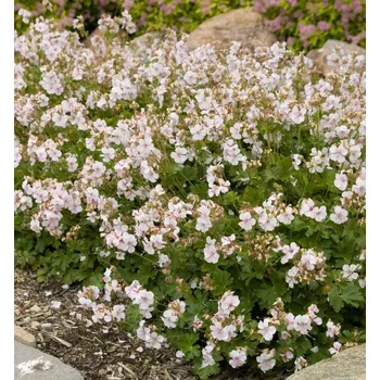 Sazenice Kakost hybridní ´BIOKOVO®´ kont. 0,5 l