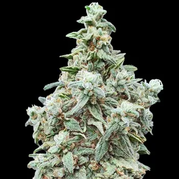 Semeno Advanced Seeds - Cherry Pie 3 ks