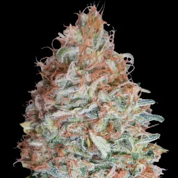 Semeno Advanced Seeds - Banana Cookies 3 ks
