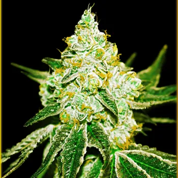 Semeno Anaconda Seeds - Northern Sky Auto 1 ks