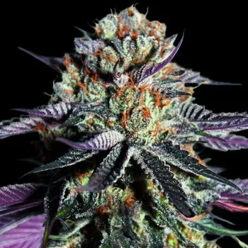 Semeno Advanced Seeds - Zerealz Milk 3 ks