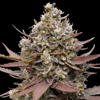 Semeno Advanced Seeds - Mimosa Punch 1 ks