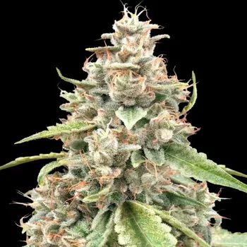 Semeno Advanced Seeds - Lemon Bean Fast 1 ks