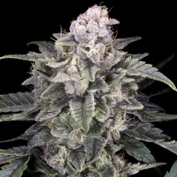 Semeno Advanced Seeds - Slurricane 1 ks