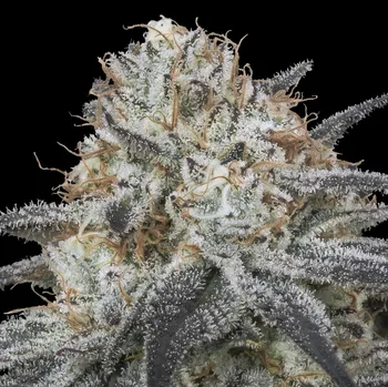 Semeno Advanced Seeds - Auto Slurricane 1 ks