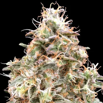 Semeno Advanced Seeds - Auto Forbidden Fruit Cake 1 ks