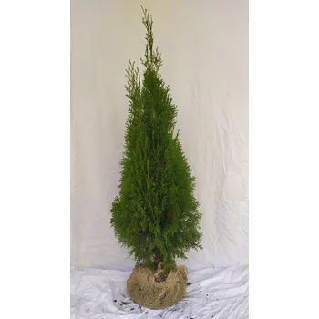 Sazenice Thuje Smaragd 105-125cm