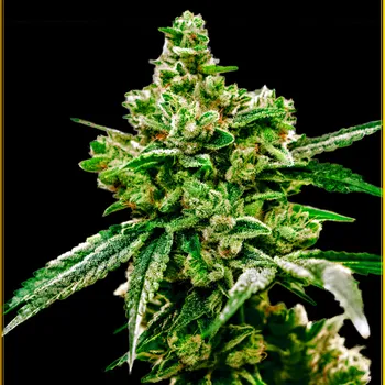 Semeno Anaconda Seeds - White Widow 3 ks