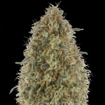 Semeno Advanced Seeds - Gorilla Blue 1 ks