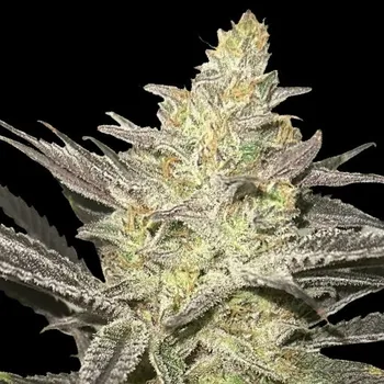 Semeno Advanced Seeds - Rainbow Sherbet #11 5 ks