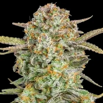 Semeno Advanced Seeds - Auto Bruce Banner XXL 1 ks