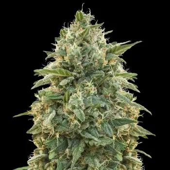 Semeno Advanced Seeds - Amnesia 5 ks