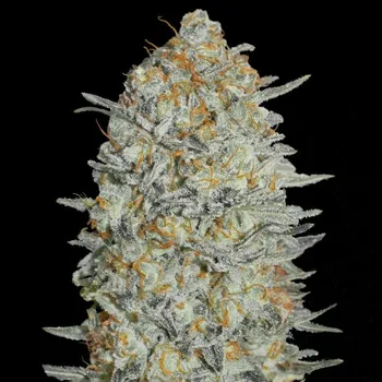 Semeno Advanced Seeds - Gelato #33 3 ks