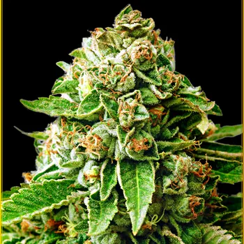 Semeno Anaconda Seeds - OG Kush 1 ks