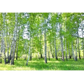 Fototapeta FOTOTAPETA BŘEZOVÝ LES STROMY OBÝVACÍ POKOJ LOŽNICE TAPETA NA ZEĎ 250x175