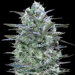 Advanced Seeds - Critical Lemon 25 ks