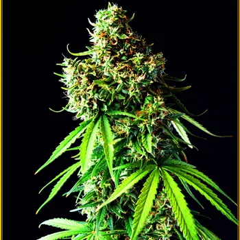 Semeno Anaconda Seeds - Big Bubble 3 ks