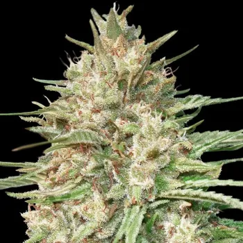 Semeno Advanced Seeds - Lemon Bean 5 ks