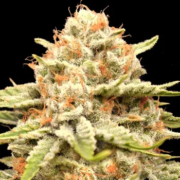 Semeno Advanced Seeds - Garlicane 1 ks