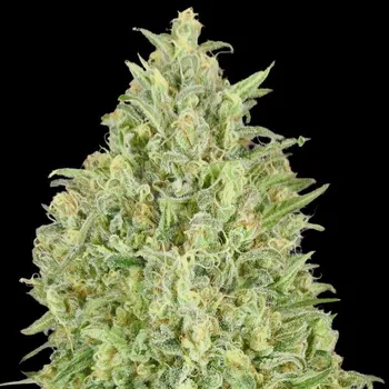 Semeno Advanced Seeds - Auto Pineapple Glue 5 ks