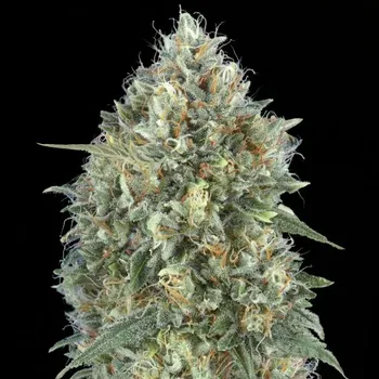 Semeno Advanced Seeds - Auto Gelato #33 5 ks
