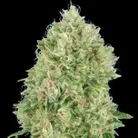 Advanced Seeds - Pineapple Glue 25 ks