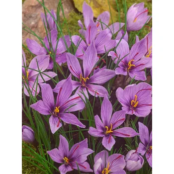 Semeno Šafrán setý podzimní 'Saffron' 10 ks Velikost cibulek: 7/8