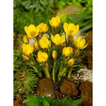 Semeno Krokus 'Fuscotinctus chrysanthus' 10 ks