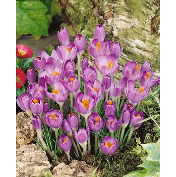 Semeno Krokus 'Barr's Purple' 10 ks Velikost cibulek: 5/7