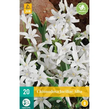 Sazenice Ladoňka zářící Alba (20 cibulí, bílá)