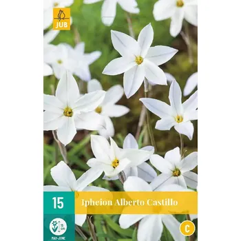Cibulovina Ipheion uniflorum Alberto Castillo (jarní hvězda, 15 cibulí, bílý)