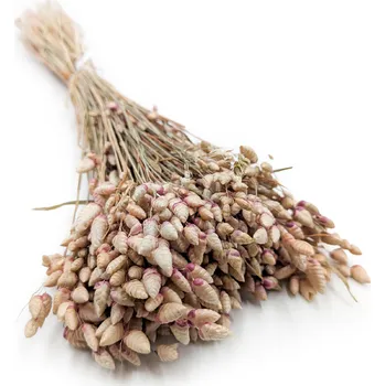 mech-mech.cz Sušená Třeslice (Briza maxima) Velká - Přírodní růžová