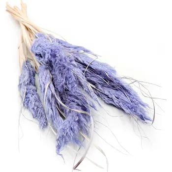 mech-mech.cz Sušená Pampová tráva MINI - Levandulová 10 ks