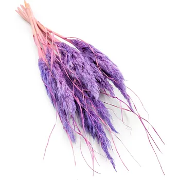 mech-mech.cz Sušená Pampová tráva MINI - Lila 10 ks