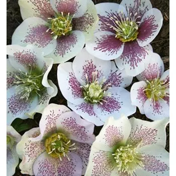 Sazenice Čemeřice východní 'PRETTY ELLEN WHITE SPOTTED' kont. 0,5 l