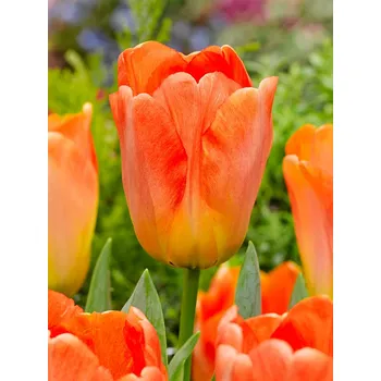 Semeno Tulipán 'Daydream ' 5 ks