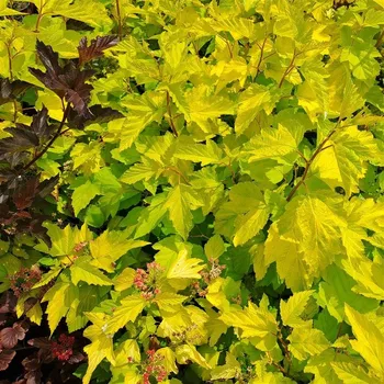 Sazenice Physocarpus opulifolius Angel Gold 30/40 cm
