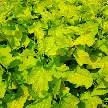 Sazenice Physocarpus opulifolius Gold Nugget 20/30 cm