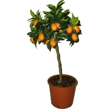 Sazenice Mandarinka Kumquat - Fortunela Margarita