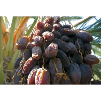 Sušené ovoce Datle Medjool 1 kg Jordánsko