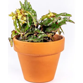 Gardners Begonia leaf Amphioxus, průměr 6 cm Begónie, andělská křídla