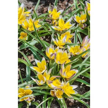 Semeno Tulipán 'Tarda dasystemon' 5 ks